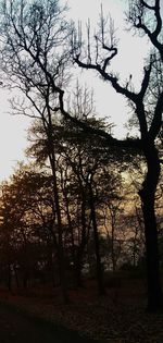 Trees against sky during sunset