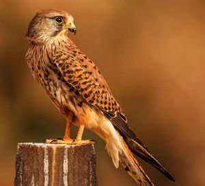 Close-up of owl perching on wooden post