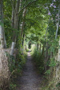 Footpath amidst trees in forest