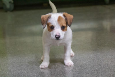 Close-up portrait of puppy