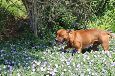 Horse on flowers