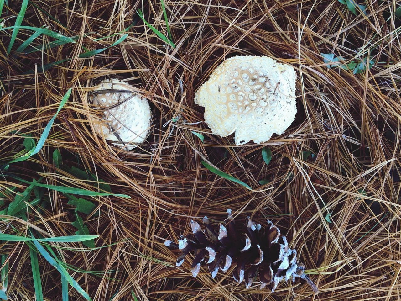 HIGH ANGLE VIEW OF EGGS IN NEST