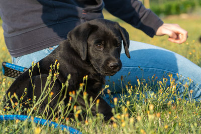 Portrait of an 8 week old black labrador puppy sitting in the grass with it's owner