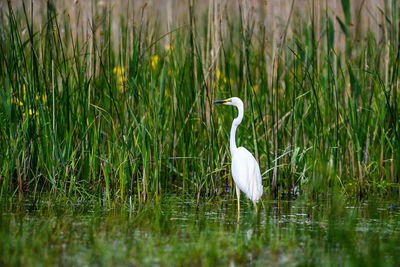 White bird on a lake