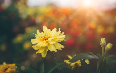 Close-up of yellow flowering plant