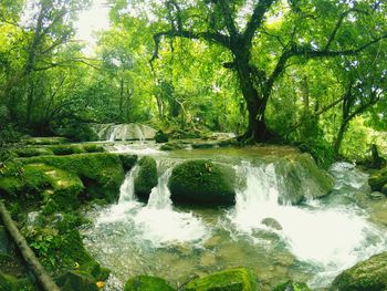 Scenic view of waterfall in forest