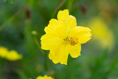 Close-up of yellow flower