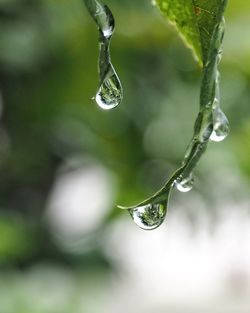 Close-up of raindrops on plant