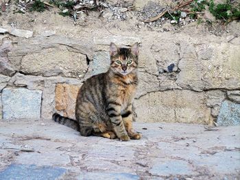 Cat sitting outdoors