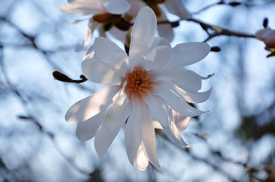 Close-up of white star magnolia blossom
