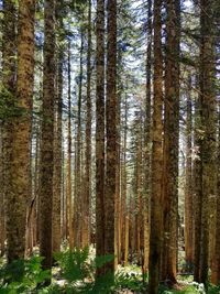 Pine trees in forest