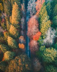 Trees in forest during autumn