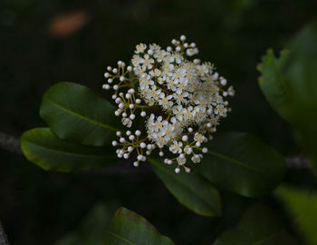 Close-up of white flowering plant