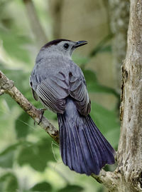 Close-up of bird perching on branch