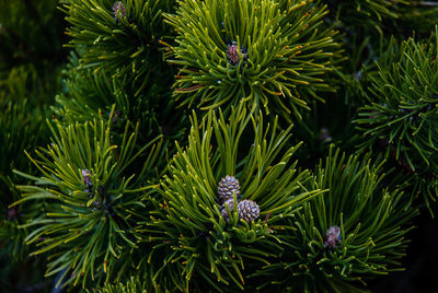 Close-up view of flowers