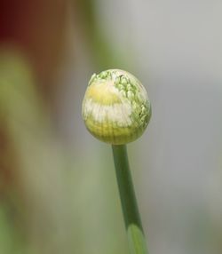 Close-up of green bud growing outdoors