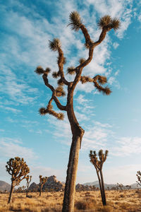 Trees on land against sky