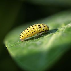 Close-up of insect on leaf