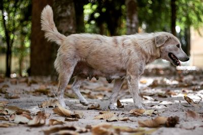 View of a dog