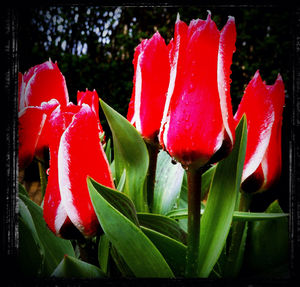 Close-up of red flowers