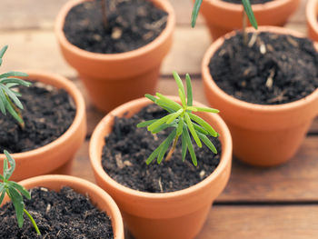 Close-up of potted plant on table