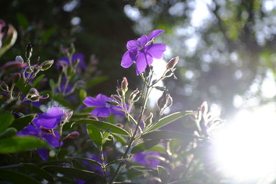 Close-up of purple flowering plant