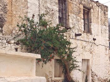 Ivy growing on brick wall