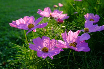 Close-up of pink flowering plants on field