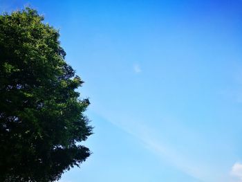 Low angle view of tree against blue sky