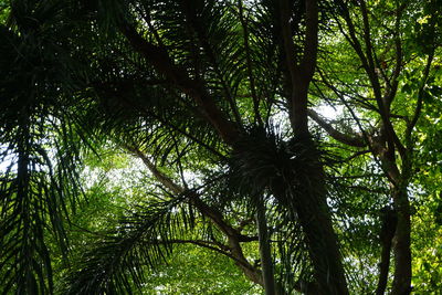 Low angle view of bamboo trees in forest