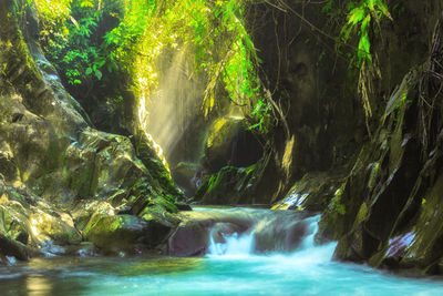 Scenic view of waterfall in forest