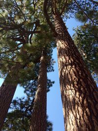 Low angle view of trees in forest against sky