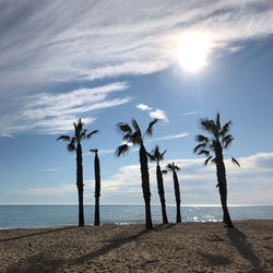 Palm trees on beach against sky