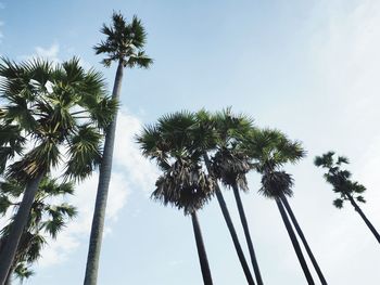 Low angle view of coconut palm trees against sky