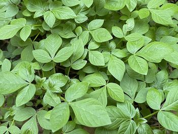 Full frame shot of green leaves