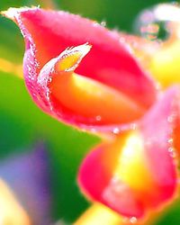 Close-up of pink flowers