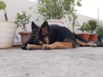 Close-up of a dog sleeping