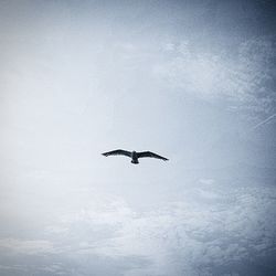 Low angle view of birds flying in sky