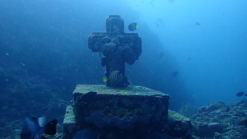 View of a turtle in sea