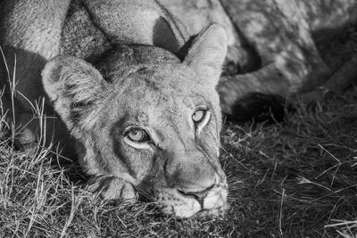 Mono close-up of sleepy lion eyeing camera