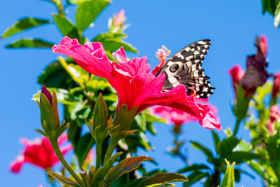 Close-up of butterfly pollinating on pink flower