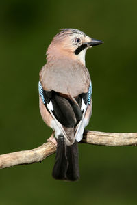 Close-up of bird perching on branch