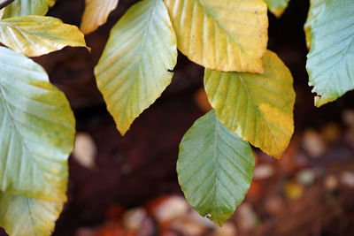 Close-up of leaves on plant during autumn