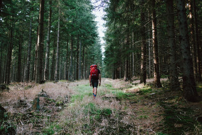 Rear view of man walking in forest