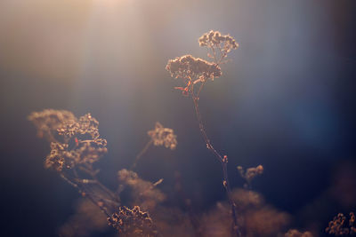 Close-up of plant against sky