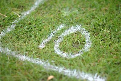 Close-up of plants growing on grassy field