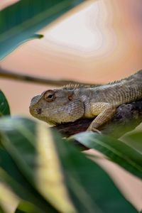 Close-up of lizard