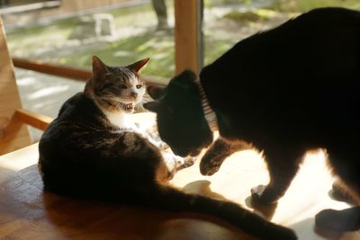 A black cat that can't help but want to play with a tabby cat