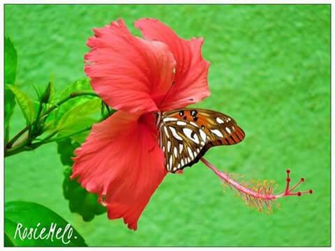 flower, animal themes, wildlife, one animal, insect, animals in the wild, transfer print, freshness, fragility, petal, auto post production filter, beauty in nature, growth, butterfly, butterfly - insect, red, plant, pollination, nature, focus on foreground