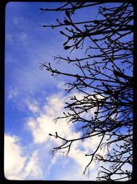 Low angle view of trees against cloudy sky